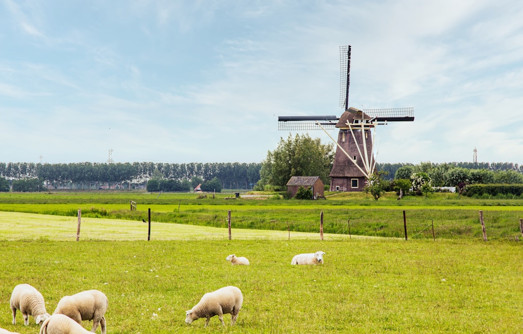 Holenderska sceneria wiejska. Centralnym punktem zdjęcia jest tradycyjny holenderski wiatrak o konstrukcji drewnianej z dużymi, krzyżującymi się skrzydłami. Wiatrak stoi na zielonej łące, która sięga aż do horyzontu. Na pierwszym planie znajdują się pasące się owce, co podkreśla wiejski charakter scenerii. Ogrodzenie z drewnianych słupków i przewodów rozciąga się na pierwszym planie, dodając głębi kompozycji. W tle widać szereg drzew oraz niebo z niewielkimi chmurami, co sugeruje pogodny dzień. Całość kompozycji wyraża spokój i harmonię z naturą.